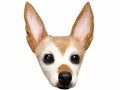 Dog Portrait